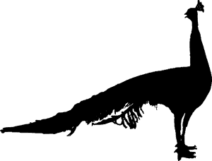 Peacock, Cut Out, Male Animal, Bird, Feather - Black And White Peacock Vector Png, Transparent Png PNG image with transparent background