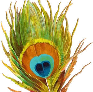 Peacock Feather Close Up PNG Image