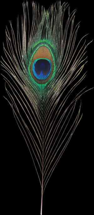 Transparent Peacock Feather Png - Peacock Feather Hd Png, Png Download PNG image with transparent background