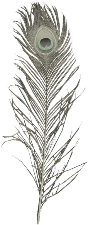 Peacock Feather Elegance PNG image with transparent background