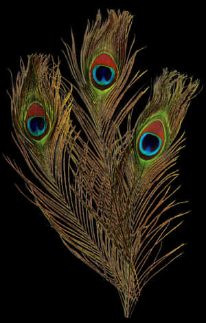 Transparent Peacock Feather Png - Peacock Feather Png Transparent, Png Download PNG image with transparent background