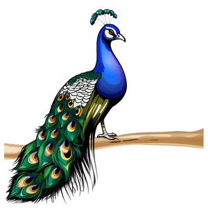 Peacock Illustration PNG 18 PNG image with transparent background