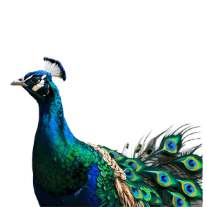 Peacock Illustration PNG 34 PNG image with transparent background