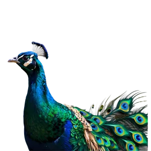 Peacock Illustration Png 34 PNG Image