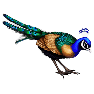 Peacock Illustration PNG ltl PNG image with transparent background