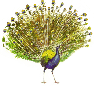 Peacock Png Free Image Download - Transparent Background Peacock Png, Png Download PNG image with transparent background