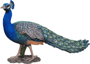 Peacock Png Photo Background - Peacock Images Png Hd, Transparent Png PNG image with transparent background