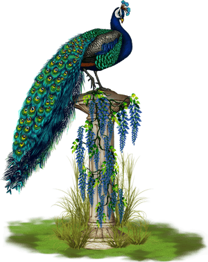 Peacock Png, Transparent Png PNG image with transparent background