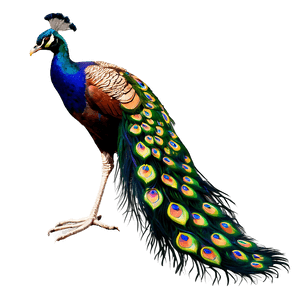Peacock Tail Display PNG 06232024 PNG image with transparent background