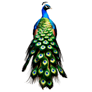 Peacock Tail Display PNG 62 PNG image with transparent background