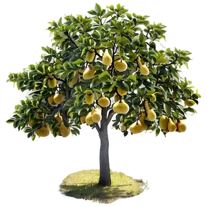 Pear Tree Png Sbr10 PNG Image