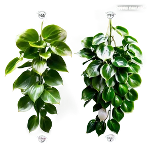 Pearl And Jade Pothos Differences Png Wta90 PNG Image