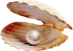 Pearl Png - Clam Pearl Png, Transparent Png PNG image with transparent background