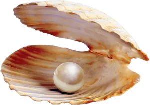 Pearlin Open Clam Shell PNG Image