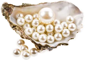 Pearlsin Oyster Shell PNG Image