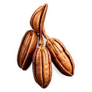 Pecan Cluster PNG 06272024 PNG with transparent background