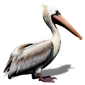 Pelican At Early Dawn Png Qun PNG Image