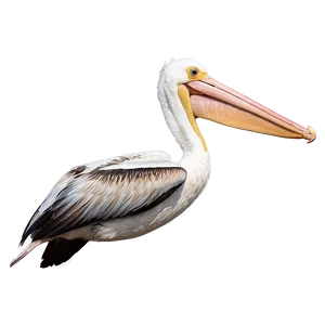 Pelican Flight At Dusk Png 7 PNG Image