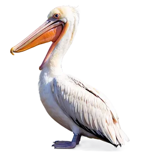 Pelican In Bright Daylight Png 06242024 PNG Image