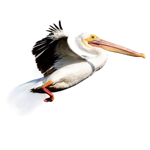 Pelican In Flight Png 06242024 PNG Image