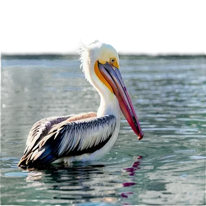 Pelican In Shallow Water Png 68 PNG Image