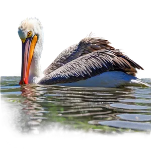 Pelican In Shallow Water Png Oce PNG Image