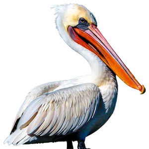 Pelican With Fish Prey Png Nrf57 PNG Image