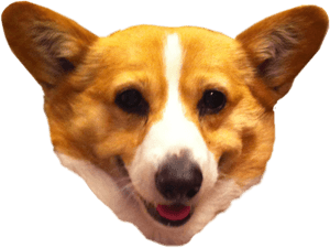 Pembroke Welsh Corgi Cardigan Welsh Corgi Dorgi Puppy, HD Png Download PNG image with transparent background