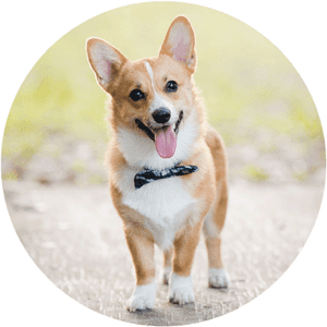 Pembroke Welsh Corgi Cardigan Welsh Corgi Puppy Dog, HD Png Download PNG image with transparent background