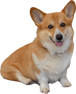 Pembroke Welsh Corgi, HD Png Download PNG image with transparent background