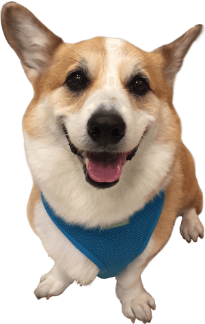 Pembroke Welsh Corgi , Png Download - Pembroke Welsh Corgi, Transparent Png PNG with transparent background