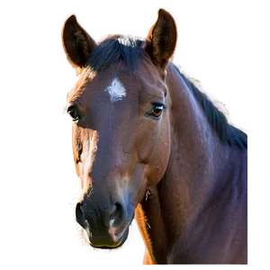 Pensive Mustang Horse Gaze Png Txw PNG Image