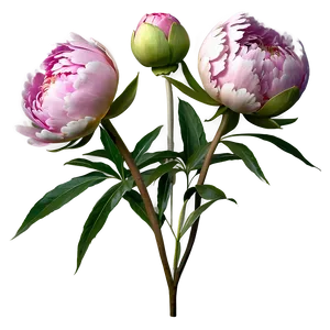 Peony Stem Png Qhl41 PNG Image