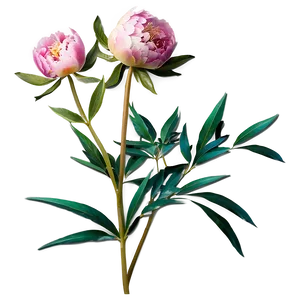 Peony Stem Png Vsv44 PNG Image