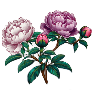 Peony Tattoo PNG   80 PNG image with transparent background