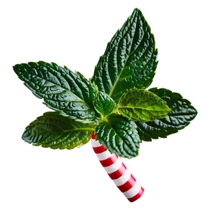 Peppermint Leaves Png 17 PNG Image