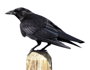 Perched Black Crow PNG image with transparent background