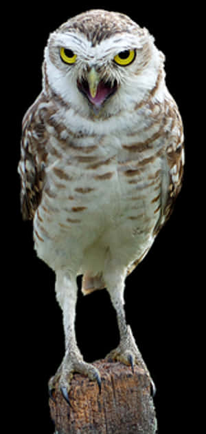 Perched Burrowing Owl Portrait PNG image with transparent background