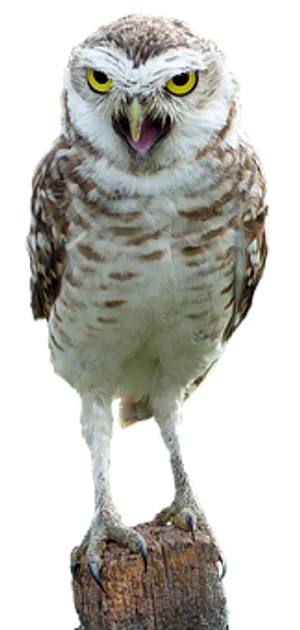 Perched Burrowing Owl Portrait PNG Image