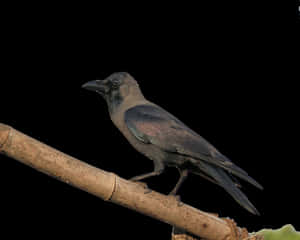 Crow Png Pic - Crow Png, Transparent Png PNG image with transparent background