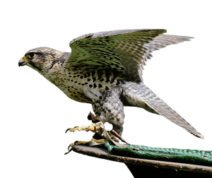 Perched Falcon Spreading Wings PNG image with transparent background
