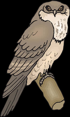 Perched Owl Illustration PNG image with transparent background