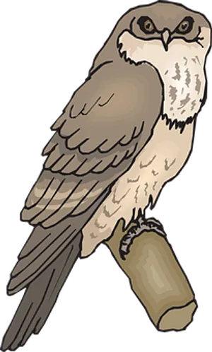 Perched Owl Illustration PNG Image