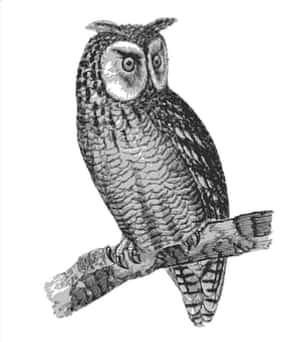 Perched Owl Sketch PNG image with transparent background