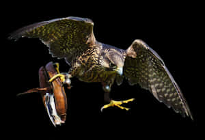 Peregrine Falconin Flight PNG image with transparent background