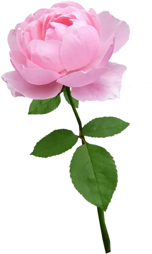 Perfect Pink Rose Black Background PNG Image