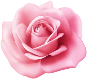 Perfect Pink Rose Bloom PNG Image