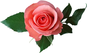 Perfect Pink Rose Isolated.png PNG Image