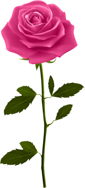 Perfect Pink Rose Stem PNG Image