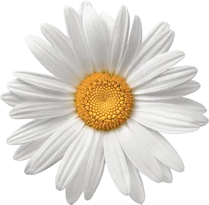 Perfect White Daisy Flower PNG Image